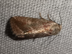 Phyllophila obliterata