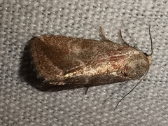 Phyllophila obliterata