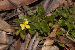 Goodenia rotundifolia