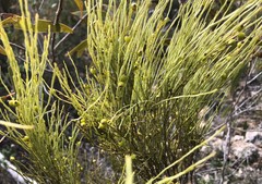 Choretrum glomeratum