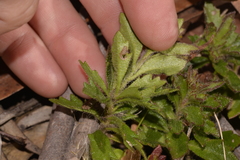 Goodenia rotundifolia