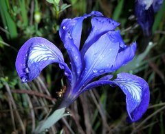 Iris macrosiphon