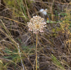 Allium rotundum