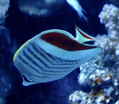 Chaetodon paucifasciatus