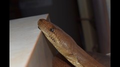 Liasis olivaceus barroni