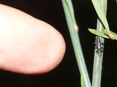 Afronycha albolateralis