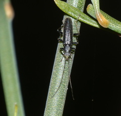 Afronycha albolateralis