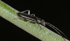 Afronycha albolateralis