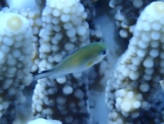 Chromis flavaxilla