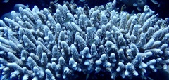Chromis flavaxilla