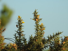 Ulex argenteus subsericeus