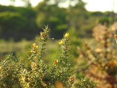 Ulex argenteus subsericeus