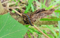 Asiomorpha coarctata