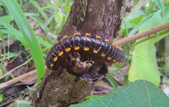 Asiomorpha coarctata