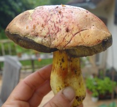 Butyriboletus regius