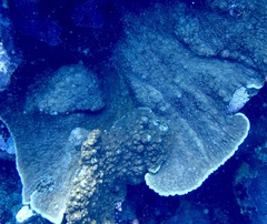 Podabacia sinai