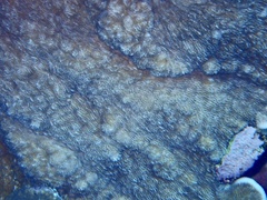 Podabacia sinai