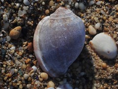 Phalium bandatum