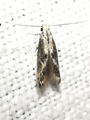 Blastodacna hellerella