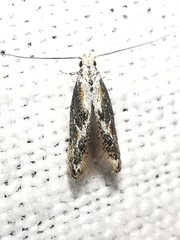 Blastodacna hellerella