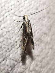 Blastodacna hellerella