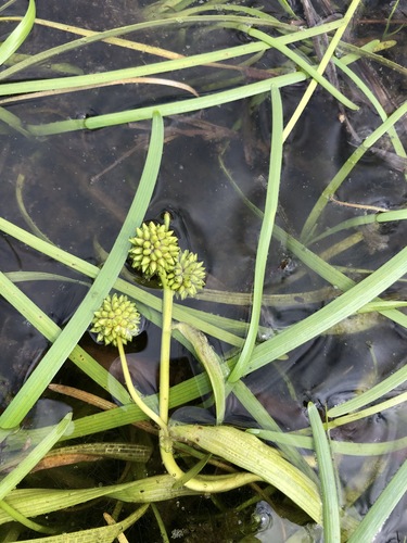 Northern bur-reed (Sparganium hyperboreum)