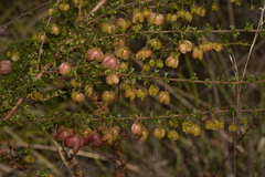 Dodonaea crucifolia