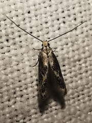 Blastodacna hellerella
