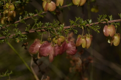 Dodonaea crucifolia