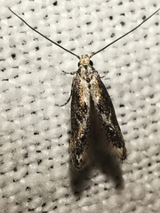 Blastodacna hellerella