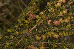 Dodonaea crucifolia