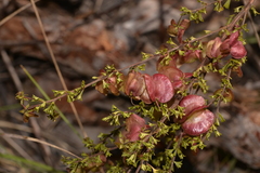 Dodonaea crucifolia