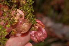 Dodonaea crucifolia