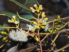 Eucalyptus ovata