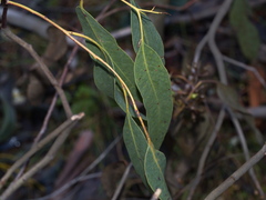 Eucalyptus ovata