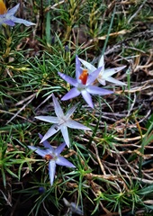 Calectasia narragara