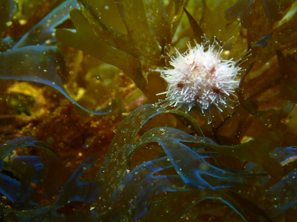 White Sea Urchin (Echinoderms of the North Eastern Pacific (Alaska to