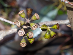 Eucalyptus ovata