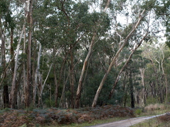 Eucalyptus ovata