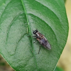 Adoxomyia