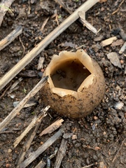 Peziza austrogeaster