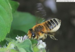 Megachile maritima