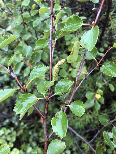Betula × intermedia, photograph 5