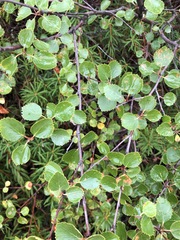 Betula × intermedia