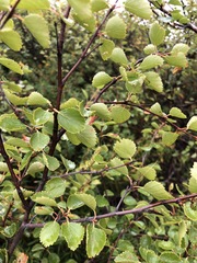 Betula × intermedia