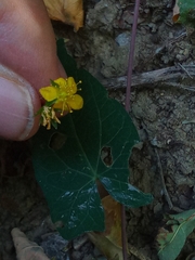 Hypericum humifusum