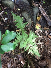 Parapolystichum microsorum pentangulare