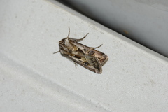 Agrotis vestigialis