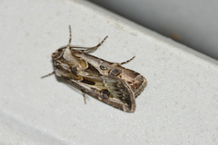 Agrotis vestigialis