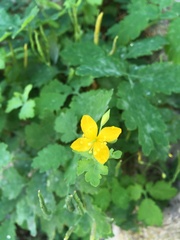 Chelidonium majus